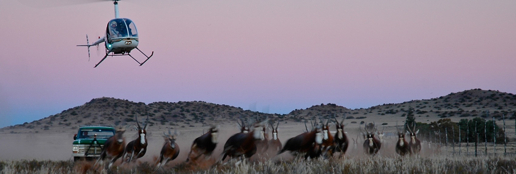 helicopter-wildlife-management